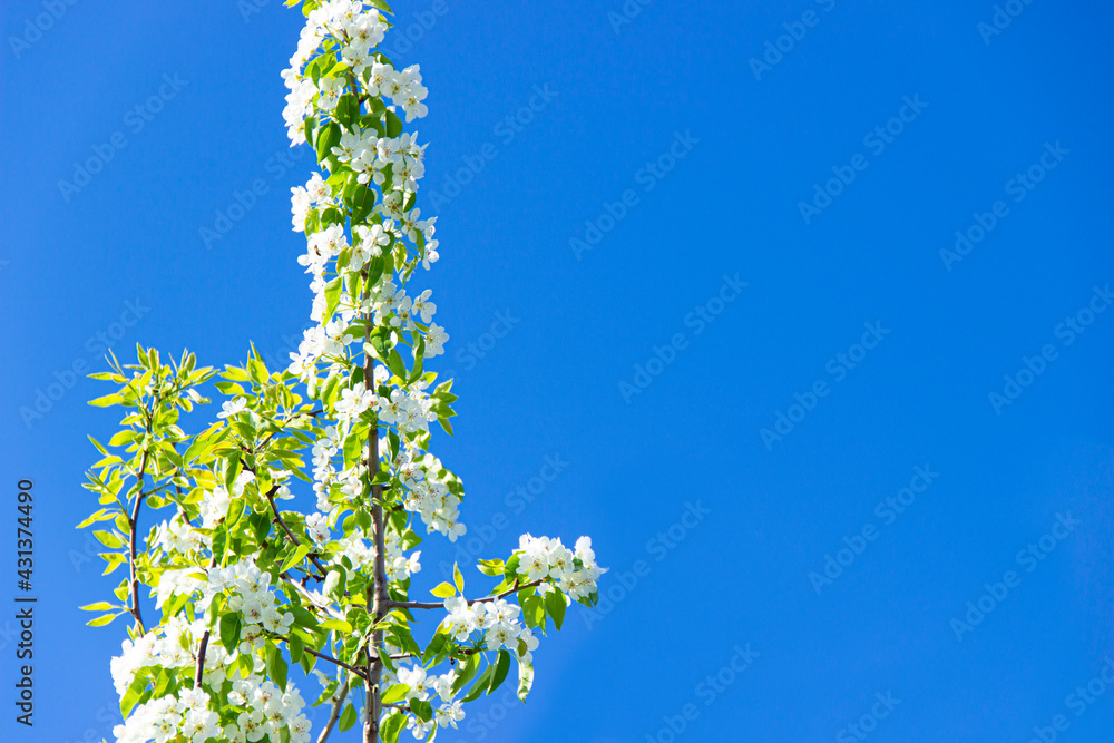 Prunus cerasus flowering tree flowers, group of beautiful white petals tart dwarf cherry flowers . Prunus cerasus flowering tree flowers, group of beautiful white petals tart dwarf cherry flowers .