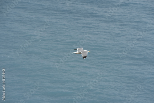 Seagull flying top view.