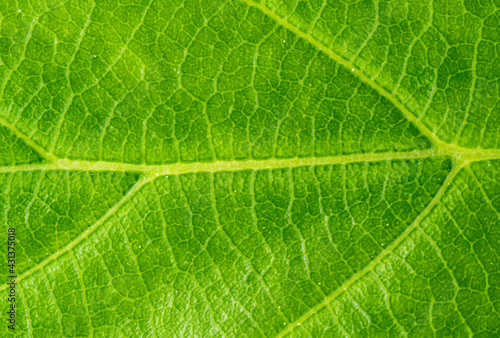 Close-up green leaf texture - macro view of the veins of a leaf - green plant background