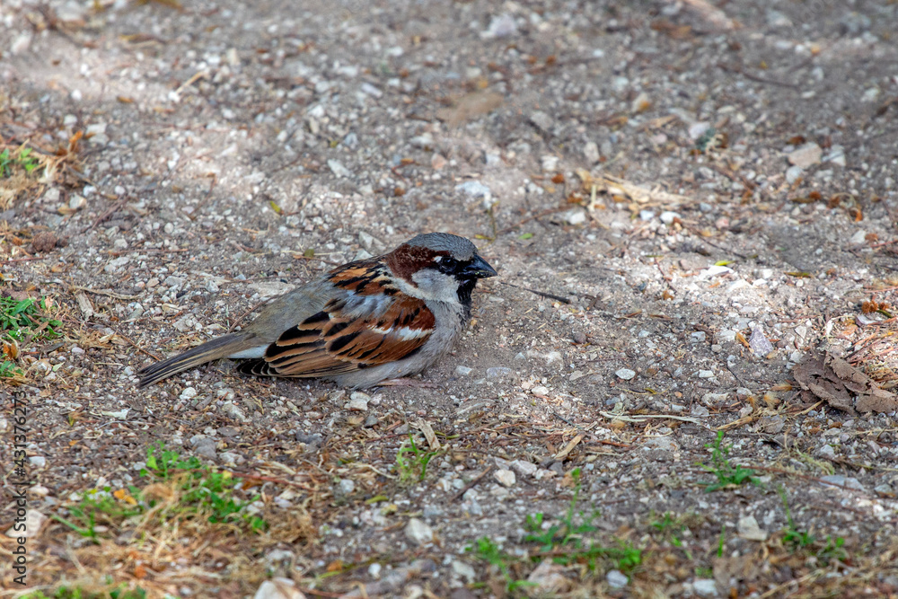 sparrow on the ground sparrow on the ground