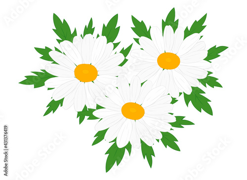 Daisies flowers vector illustration	