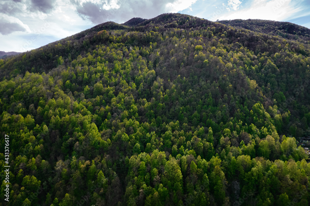 A mountain forest with the green of the new spring leaves