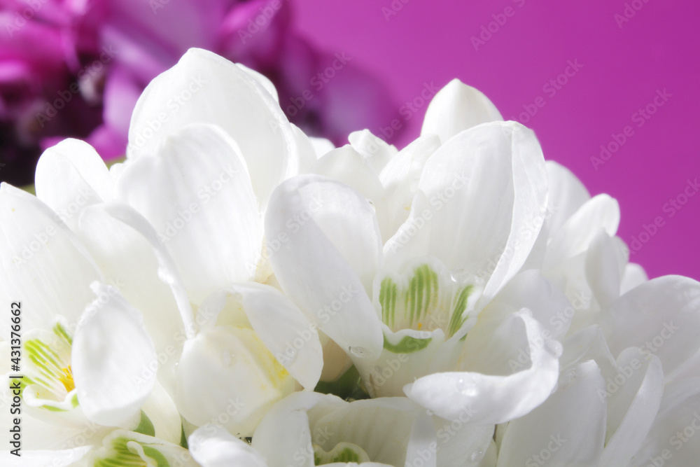 Fototapeta premium Soft focus spring snowdrops bud. Nature horizontal background.