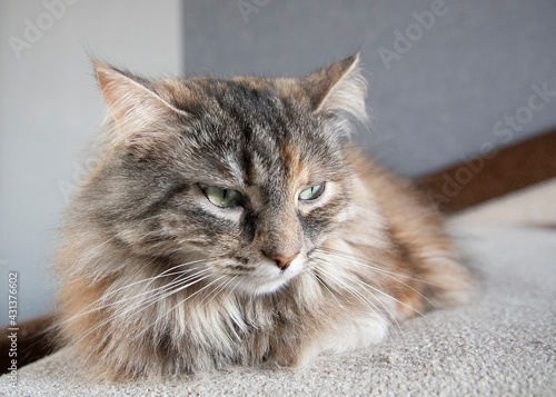 Fototapeta Naklejka Na Ścianę i Meble -  portrait of grey siberian sleepy cute cat at home