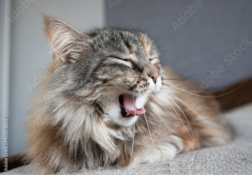 portrait of yawning grey siberian cat with teeth and tongue