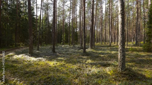 Wallpaper Mural Flying low between trees in pine forest during sunset.  Torontodigital.ca