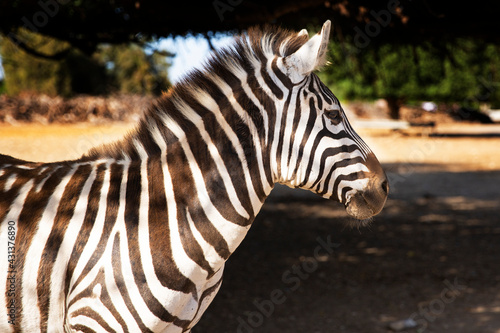Zebra portrait beautiful standing