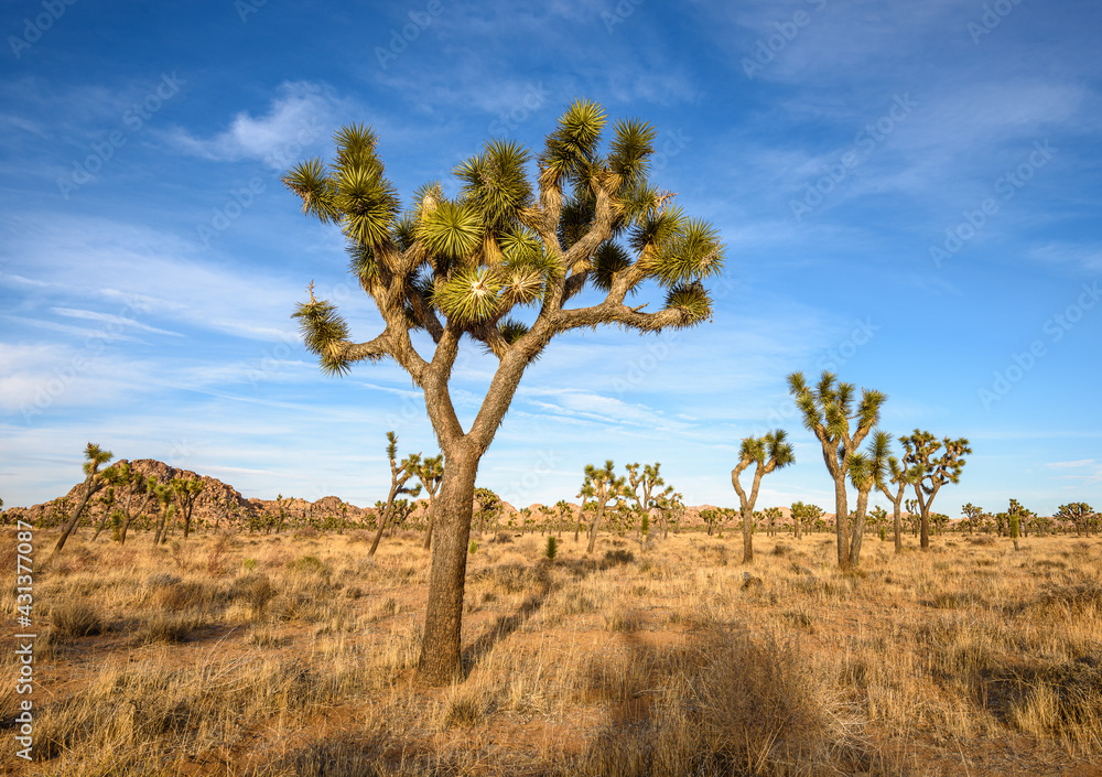 Joshua Tree National Park, Mojave Desert, California Joshua Tree National Park, Mojave Desert, California