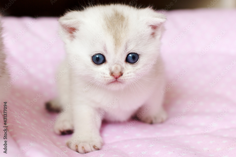 Cute little white kitten sitting on a blanket
