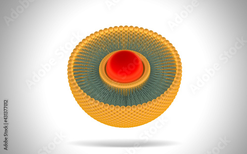 Structure of liposome, phospholipid, cell, 3d render animation. 3D Render illustration