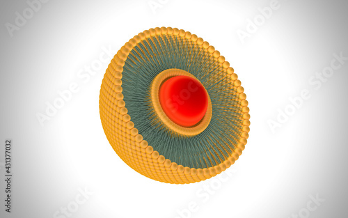 Structure of liposome, phospholipid, cell, 3d render animation. 3D Render illustration