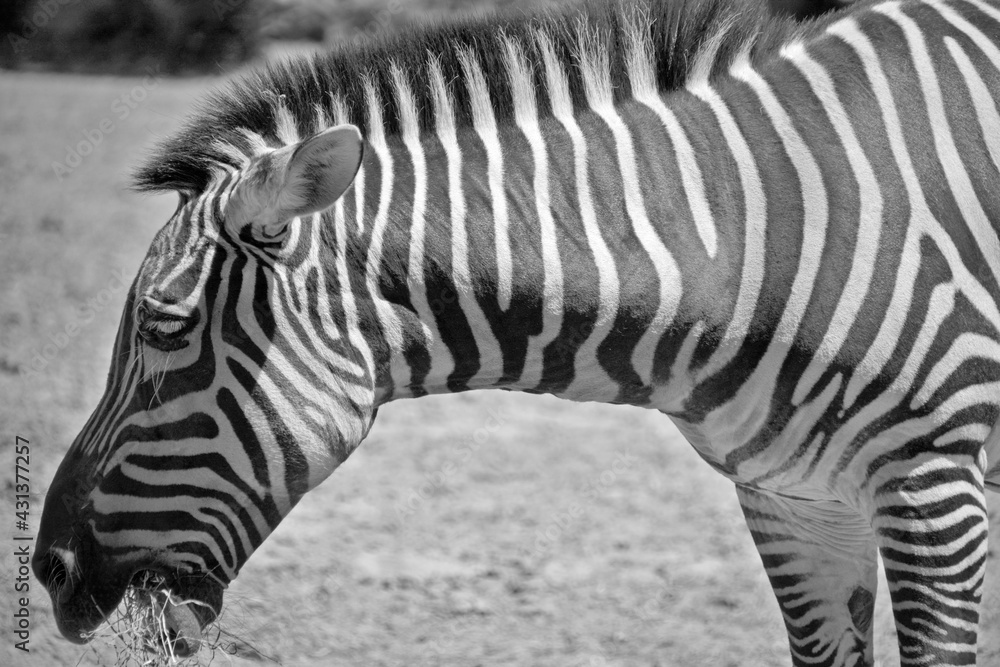 Burchell's zebra is a southern subspecies of the plains zebra. It is ...