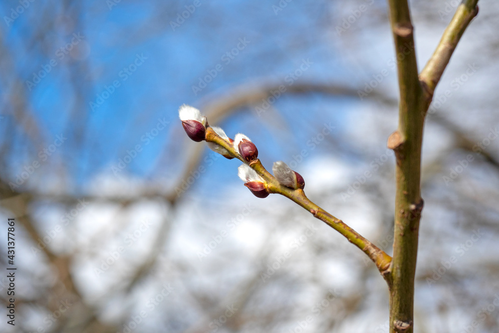 Close-up of budding buds on a branch. Blurred background in the background. The concept of the arrival of spring and the revival of nature Close-up of budding buds on a branch. Blurred background in the background. The concept of the arrival of spring and the revival of nature