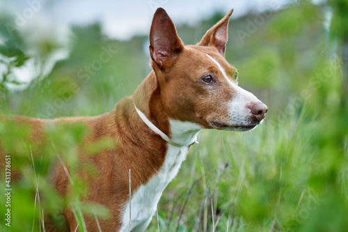 podenco andaluz macho corriendo, jugando y posando en un parque