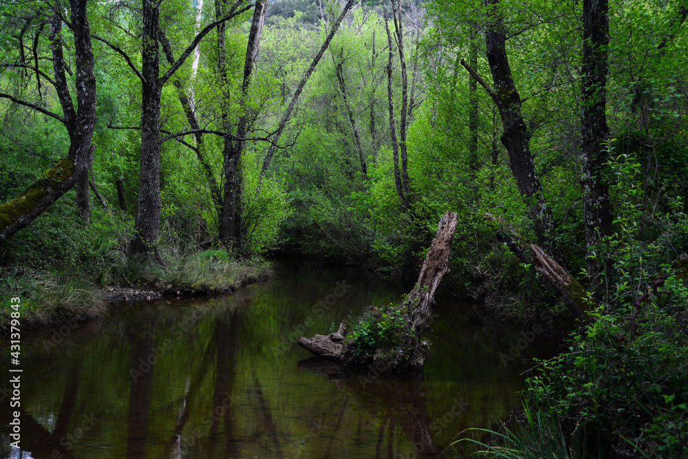 Obraz premium Forest