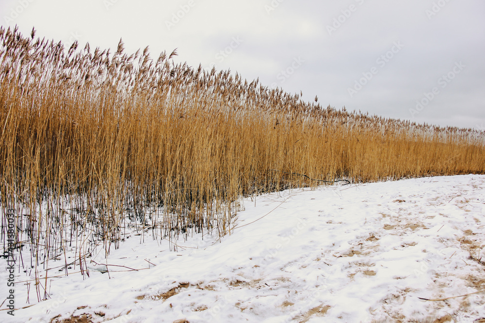 Dry reeds on a cold winter day - obrazy, fototapety, plakaty 