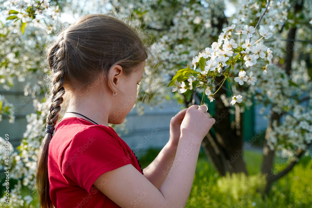 The girl holds a branch with flowers of a flowering tree with her hands The girl holds a branch with flowers of a flowering tree with her hands