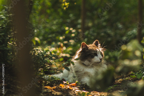 chat pensif dans en forêt 
