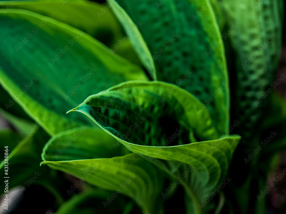 Hosta Hosta
