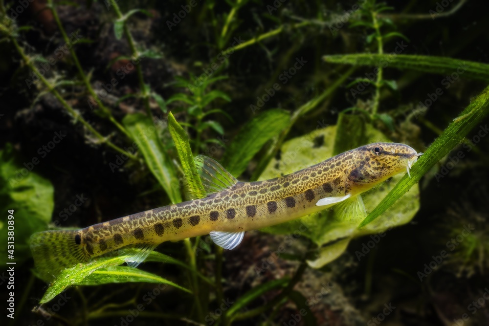 Naklejka premium young dwarf weatherfish explore leaf of water pineapple with barbels in search of food among green vegetation, European biotope aquarium, full body view