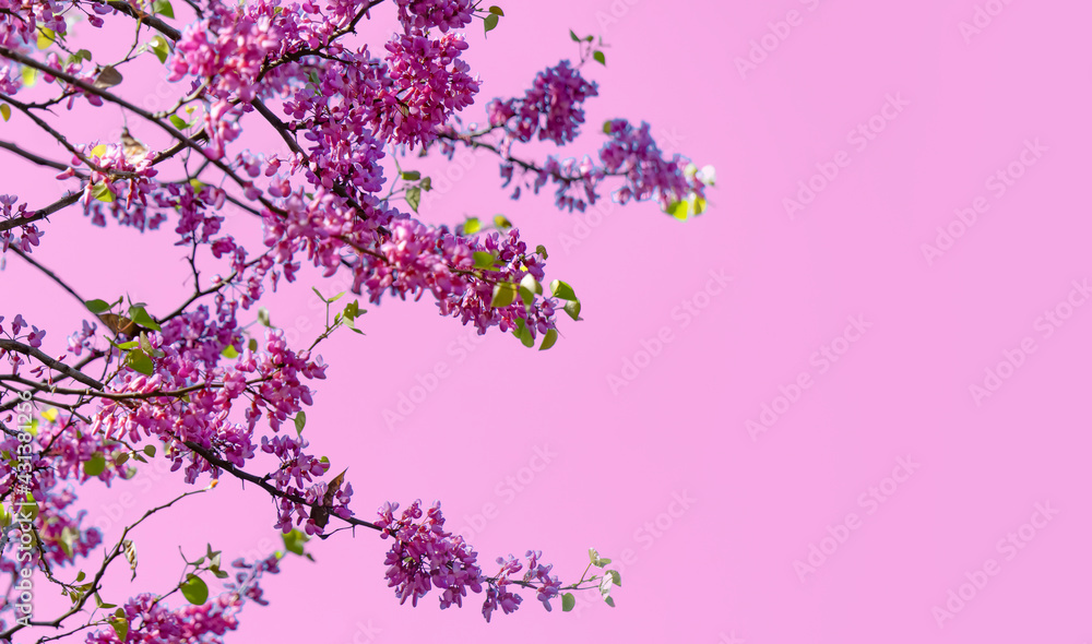Spring background. Blooming tree in spring against the background of a sunny spring sky. Spring background. Blooming tree in spring against the background of a sunny spring sky.