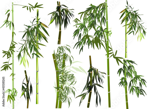 isolated large set of dark green bamboo branches