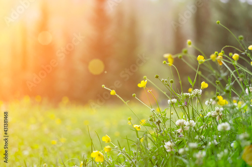 Spring background. Sunny meadow blurred background with wildflowers, grasses and green fresh grass. Spring, nature, summer and sun concept