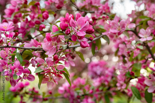 Apples or cherry purple flowers on branch in blossom. Close up. Beauty of spring background