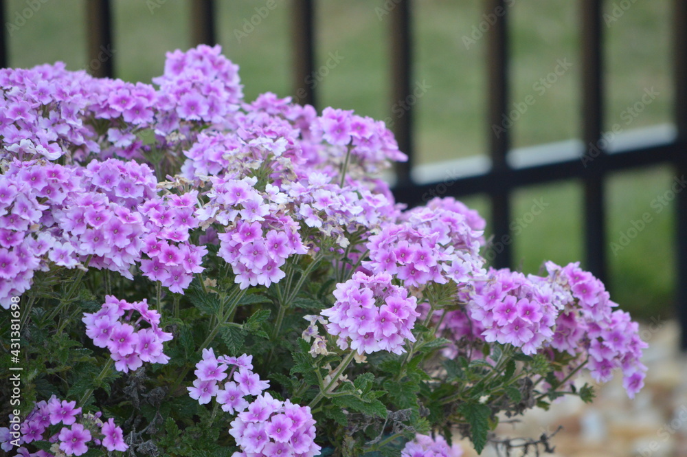 Obraz premium flowers in the garden