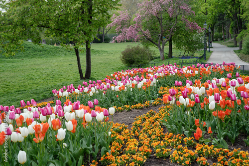 Colorful tulips in a spring park. Tulip flowers blossom in springtime
