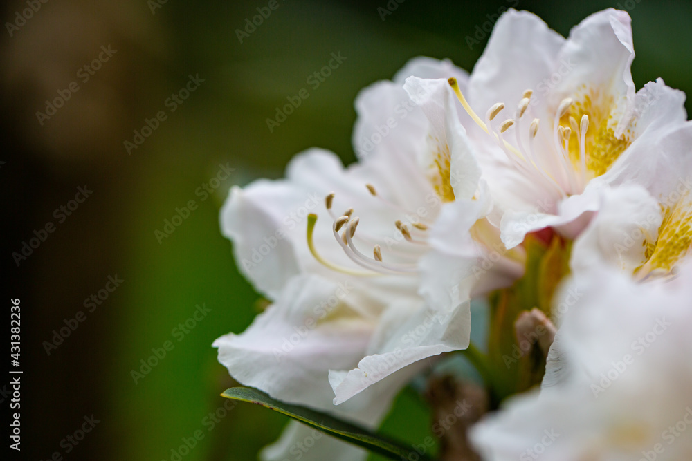 Rhododendron Rhododendron
