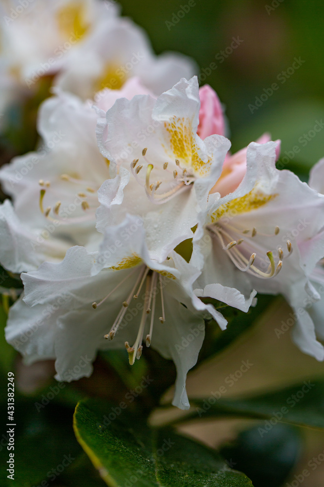 Rhododendrenblüte Rhododendrenblüte