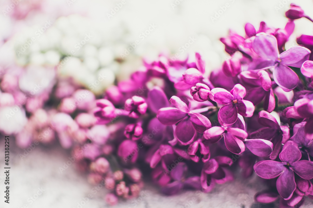 Beautiful spring lilac texture background Beautiful spring lilac texture background