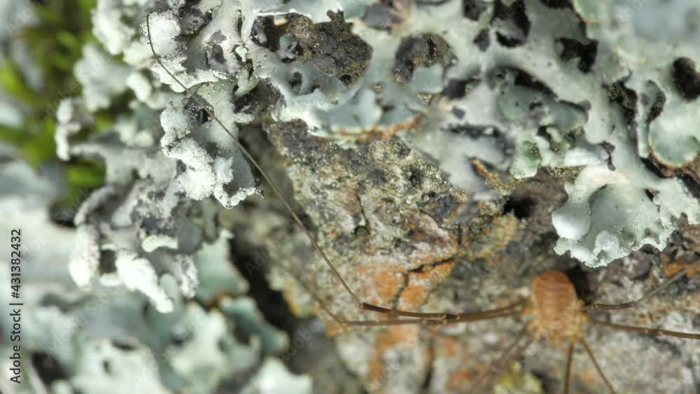 In the frame, the leg of the opiliones. The opiliones sits on the bark of a tree. There's lichen all around. The leg is shown in the general outline. In the frame, the leg of the opiliones. The opiliones sits on the bark of a tree. There's lichen all around. The leg is shown in the general outline.