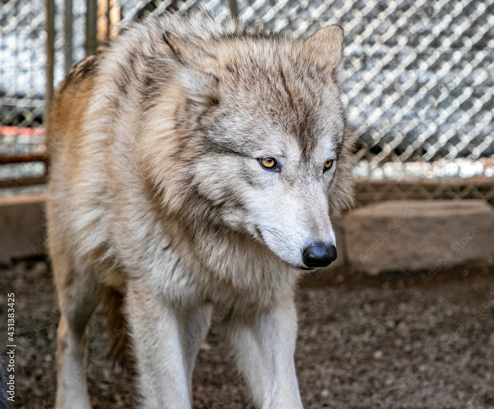 Obraz premium Wolf Portrait