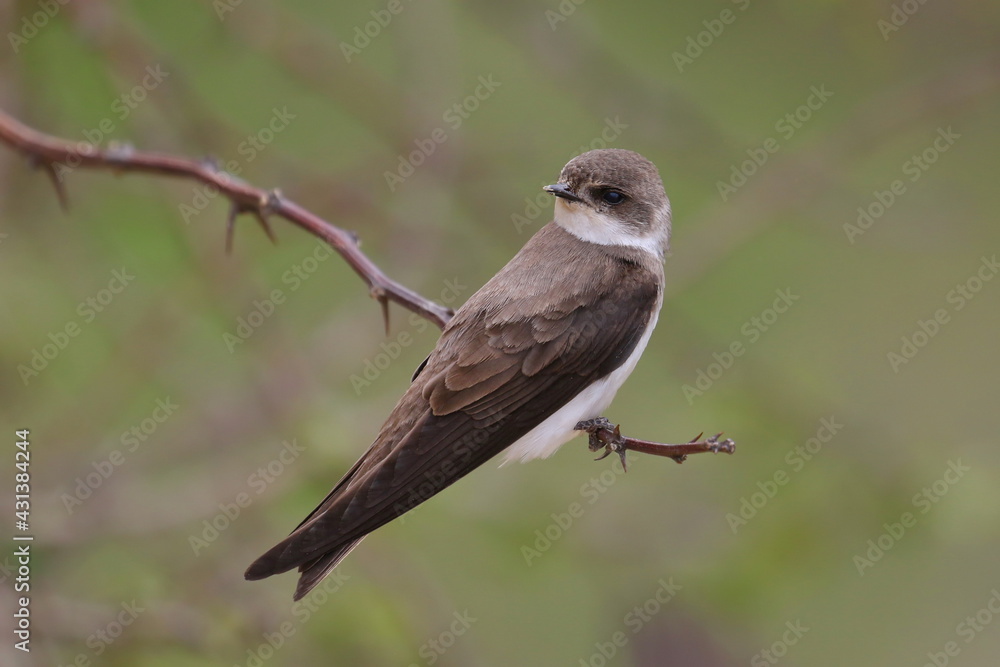 Swallow Sand Martin background, riparia riparia Swallow Sand Martin background, riparia riparia