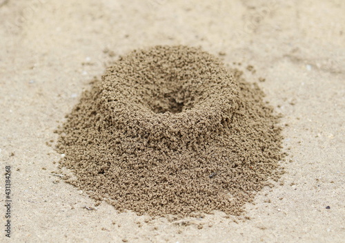 Sand anthill, active nest building