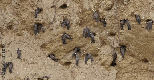 Colony of swallows  Sand Martin breeding  flock of birds  riparia riparia  