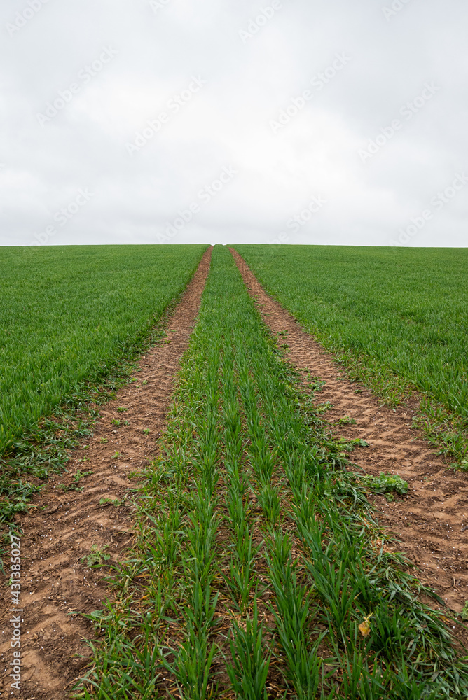 green field and sky green field and sky