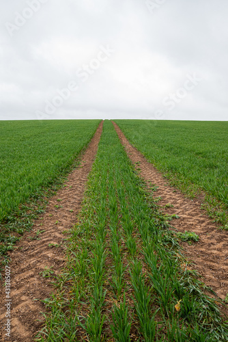 green field and sky