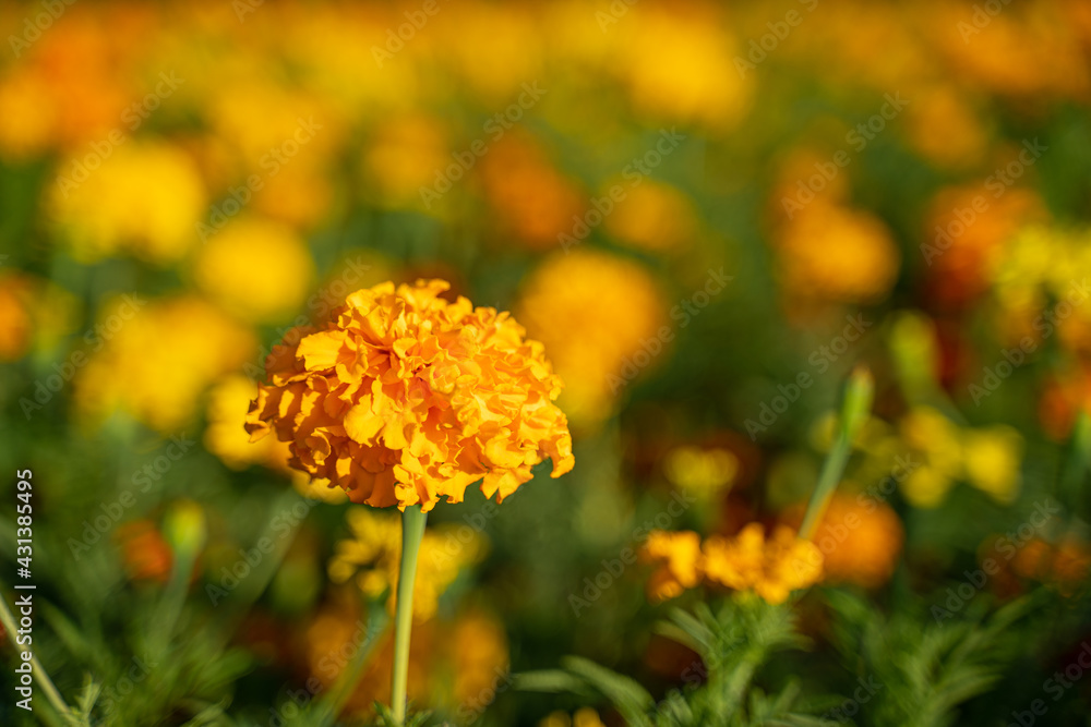 the marigold flowers blooming at avery area in Germany the marigold flowers blooming at avery area in Germany