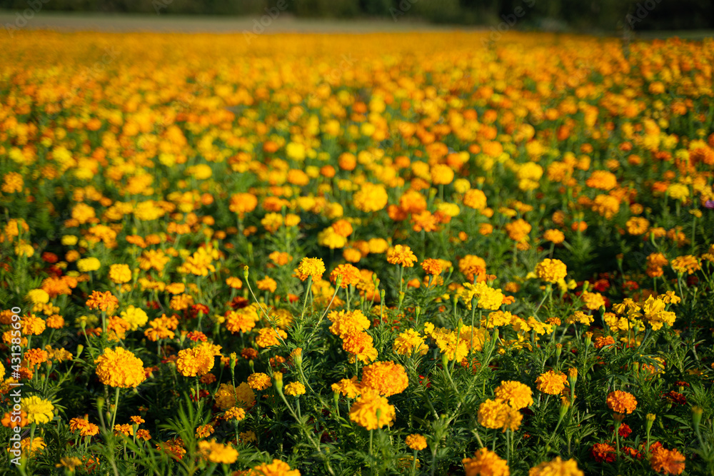 the marigold flowers blooming at avery area in Germany 