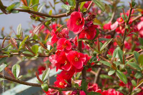 A flowering Japanese quince bush with red flowers.