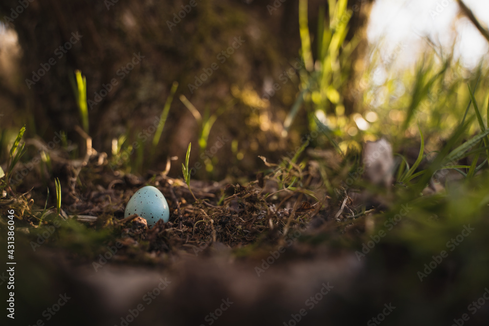 Vogelei am Boden, Frühling Vogelnest Vogelei am Boden, Frühling Vogelnest