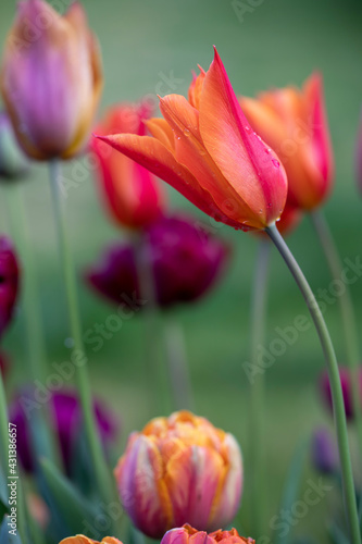 Orange and purple tulips flowering in spring