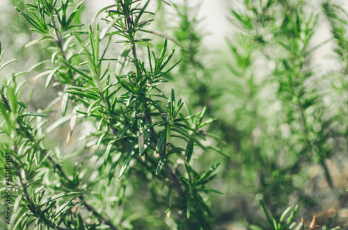 Fresh rosemary herb grow outdoor