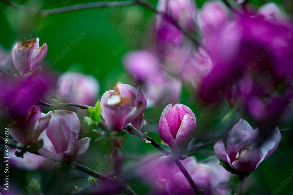 Kwitnąca wiosenna magnolia Kwitnąca wiosenna magnolia