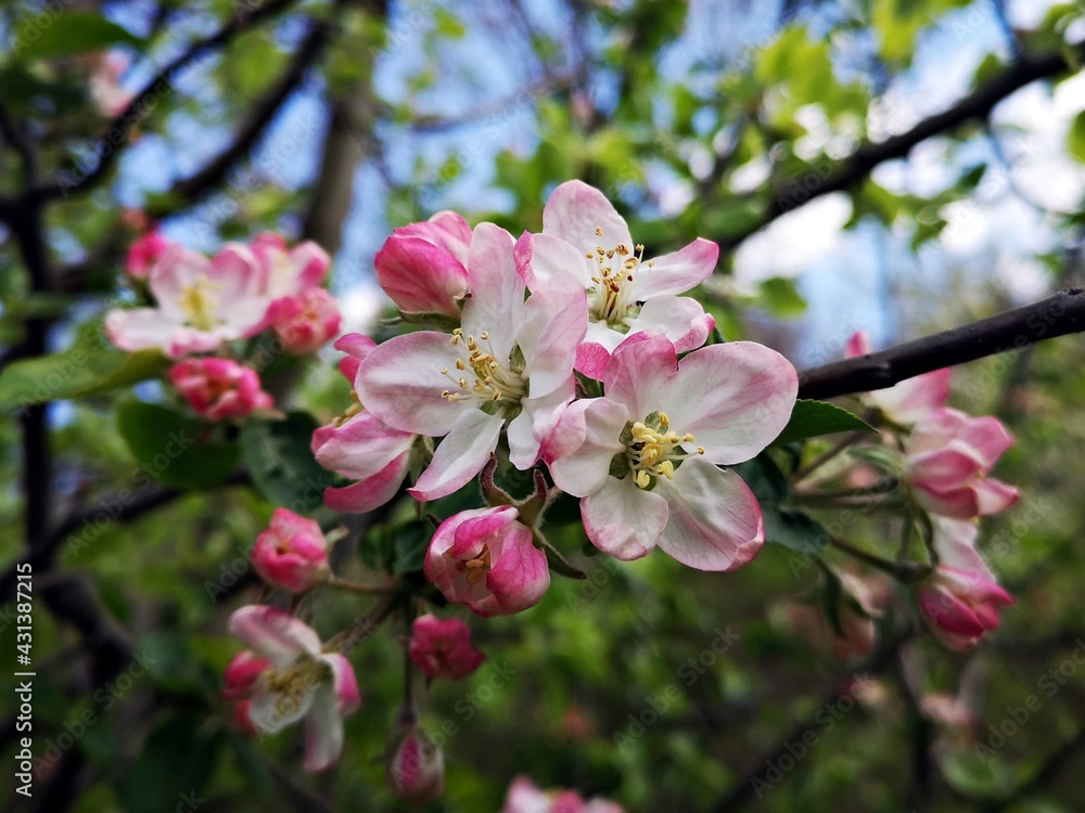 Blossom trees - flower details - pink apple blossom Blossom trees - flower details - pink apple blossom