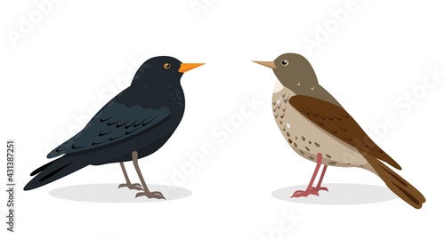Black and spotted thrush birds isolated on white background.