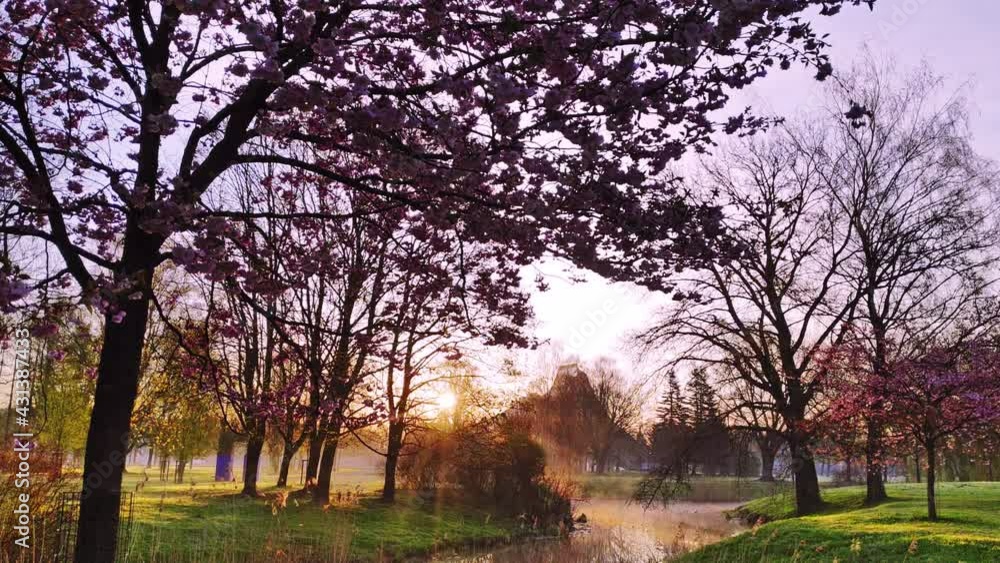 Wonderful sunrise time-lapse at sakura park with rays of sun. Early morning in Riga, fog over the pond next to beautiful sakura trees. Latvia, Eastern Europe. Wonderful sunrise time-lapse at sakura park with rays of sun. Early morning in Riga, fog over the pond next to beautiful sakura trees. Latvia, Eastern Europe.